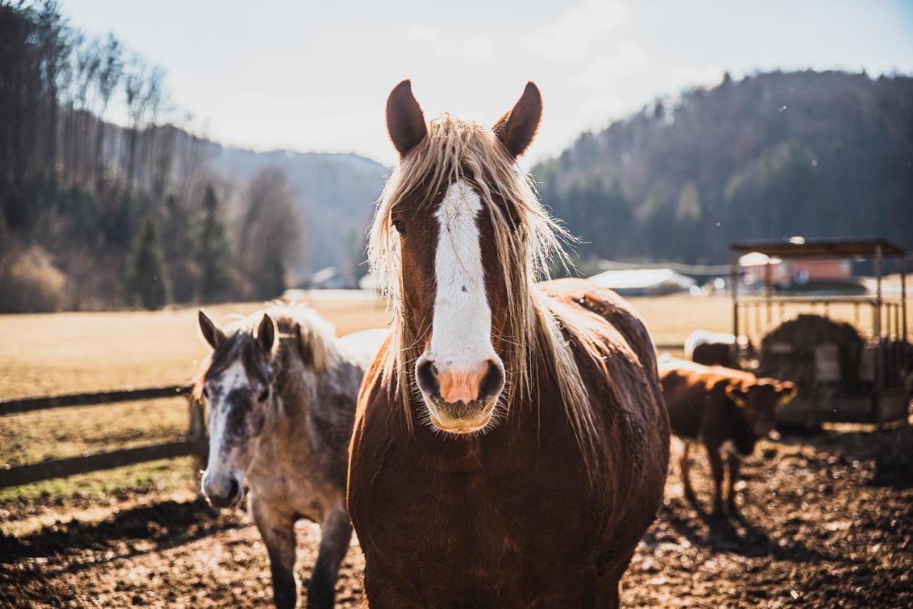 Farm Stay Zurej Šentjur Kültér fotó